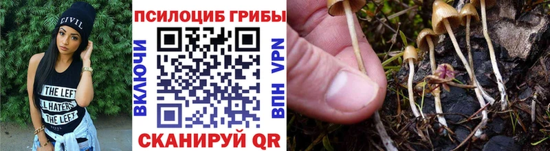 Псилоцибиновые грибы мицелий Гаврилов Посад